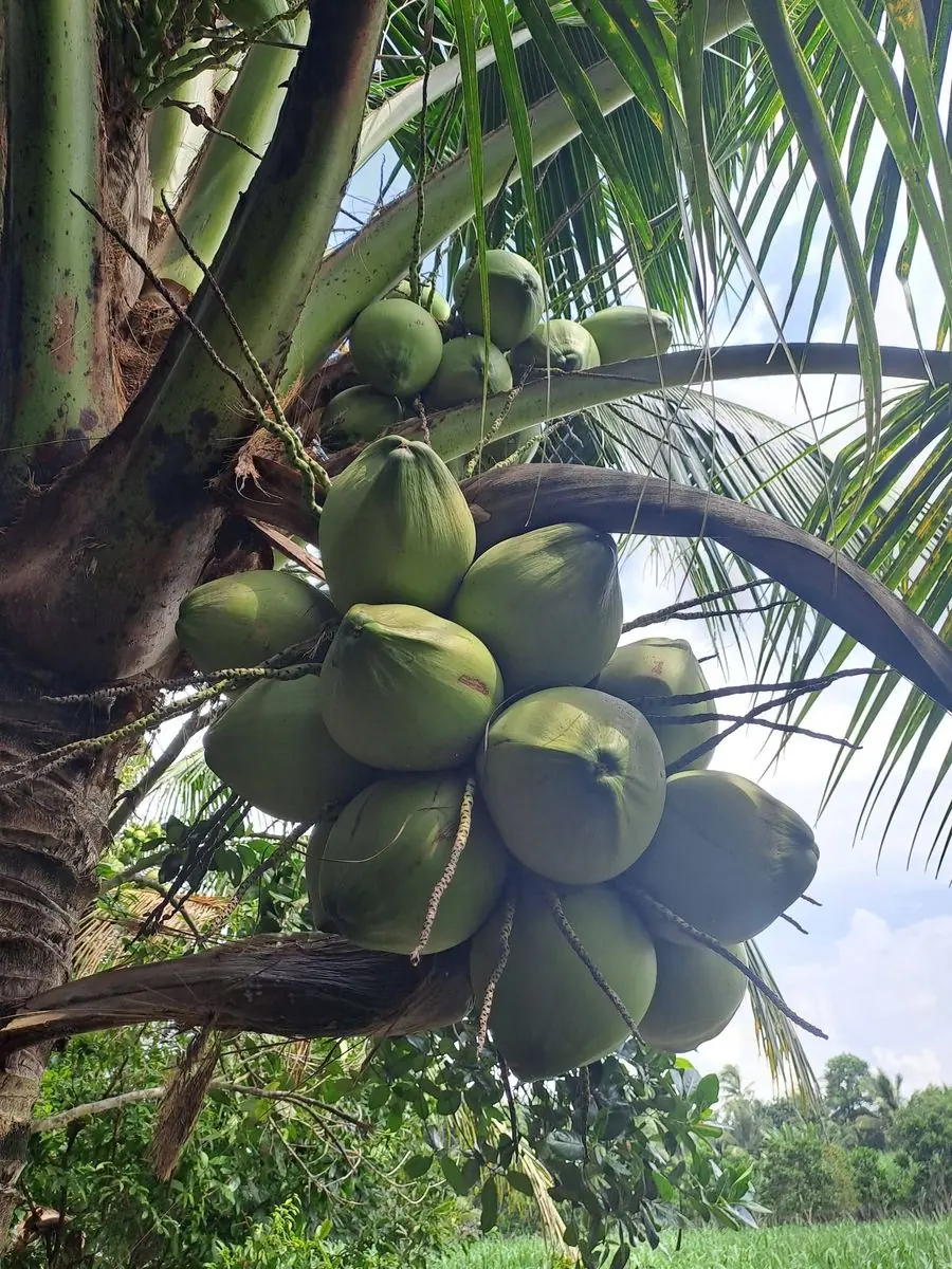 Junge Kokosnüsse an der Palme